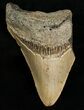Bargain Megalodon Shark Tooth #6658-1